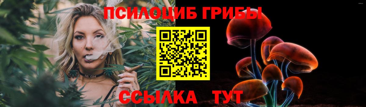Псилоцибиновые грибы Psilocybe Красногорск